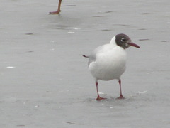 Chroicocephalus ridibundus