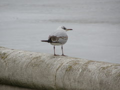 Chroicocephalus ridibundus