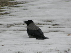 Corvus cornix