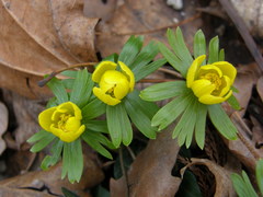 Eranthis hyemalis