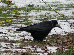 Corvus frugilegus