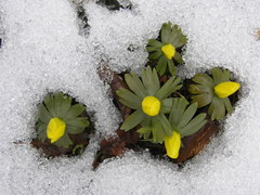 Eranthis hyemalis