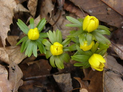 Eranthis hyemalis