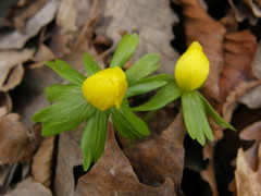 Eranthis hyemalis