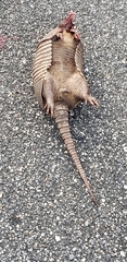 Dasypus novemcinctus image