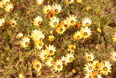 Dimorphotheca pinnata