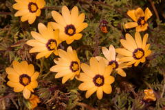 Dimorphotheca pinnata