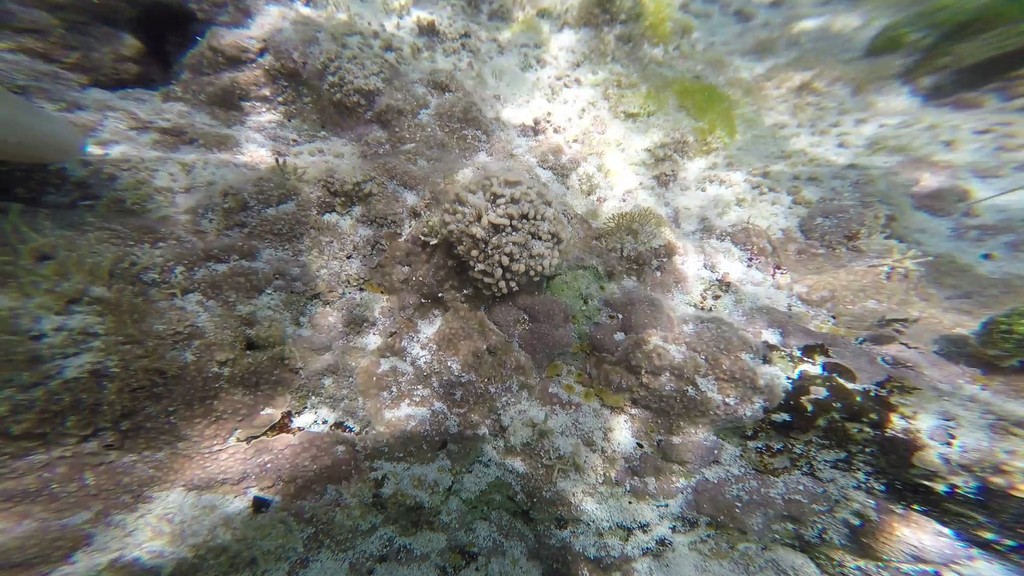 Lithophyllum kaiseri
