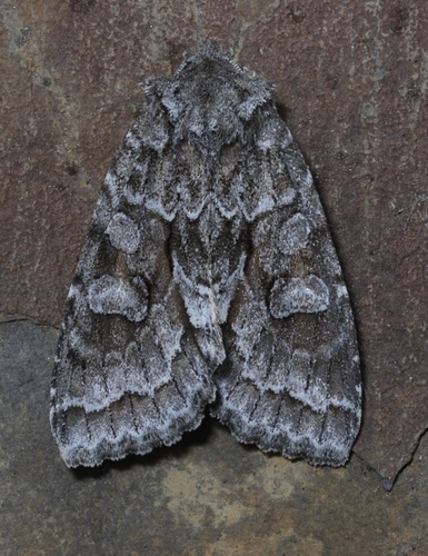 Acadian Sallow