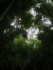 Phyllostachys viridiglaucescens