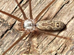 Smeringopus natalensis