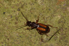 Polistichus connexus