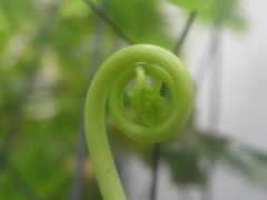 Adiantum platyphyllum