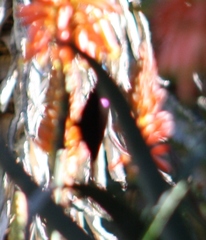 Chalcomitra amethystina amethystina