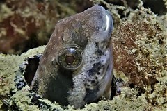 Petroscirtes breviceps