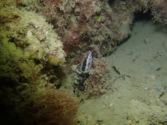 Petroscirtes breviceps