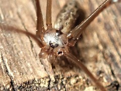 Smeringopus natalensis