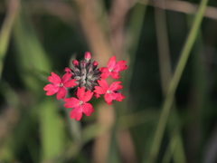 Glandularia peruviana