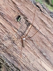 Smeringopus natalensis