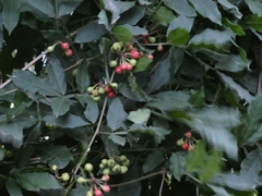 Paullinia pinnata