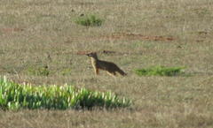 Cynictis penicillata penicillata