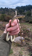 Psammophis brevirostris
