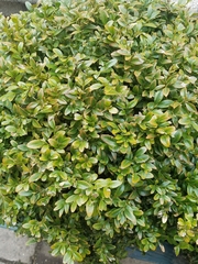 Buxus sempervirens