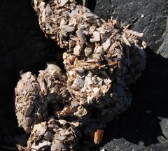 Aonyx capensis capensis