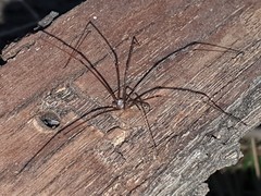 Smeringopus natalensis