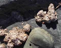 Aonyx capensis capensis