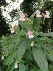 Impatiens glandulifera