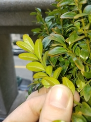 Buxus sempervirens