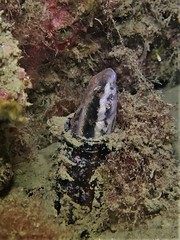 Petroscirtes breviceps