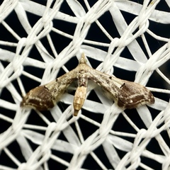 Euthrausta phoenicea