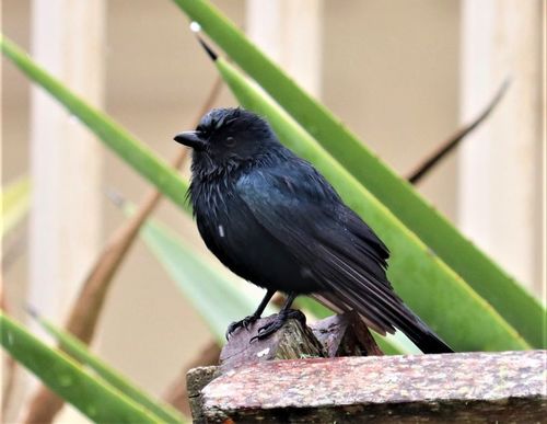 Fork-tailed Drongo