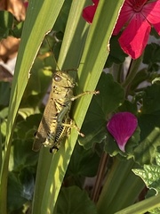 Melanoplus differentialis