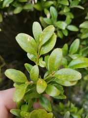 Buxus sempervirens