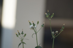 Sonchus oleraceus