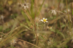 Tridax procumbens