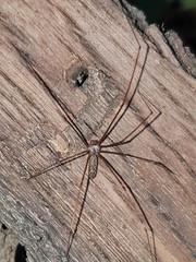 Smeringopus natalensis