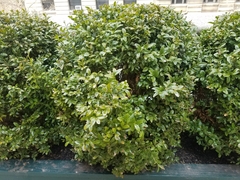 Buxus sempervirens