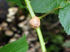 Lasioptera rubi