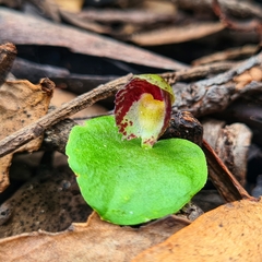 Corybas limpidus