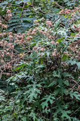Berkheya bipinnatifida bipinnatifida