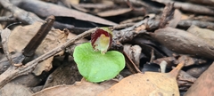 Corybas limpidus