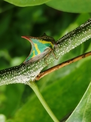 Umbonia crassicornis