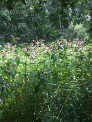 Impatiens glandulifera