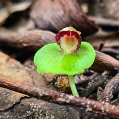 Corybas limpidus