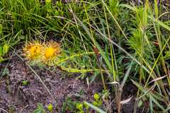 Berkheya insignis
