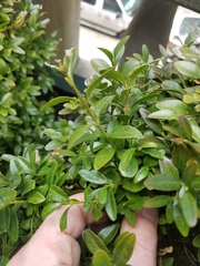 Buxus sempervirens